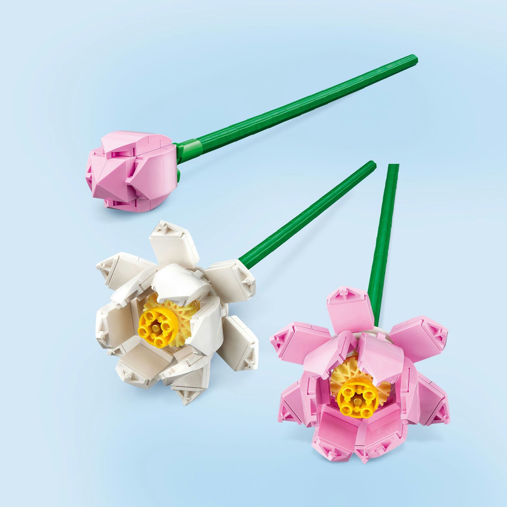 Creator Lotusblumen