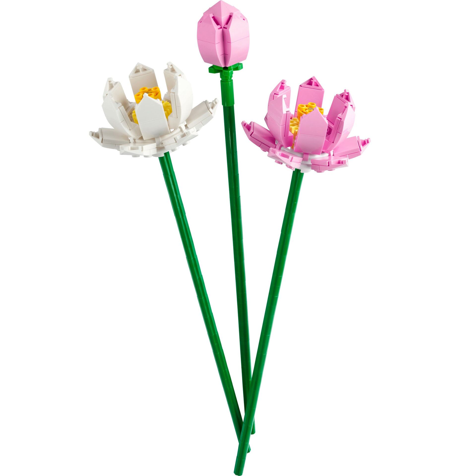 Creator Lotusblumen
