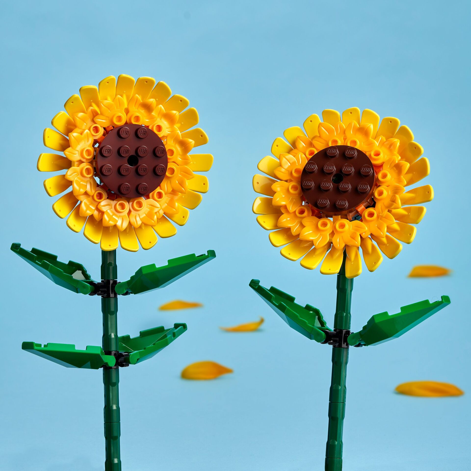 Sonnenblumen
