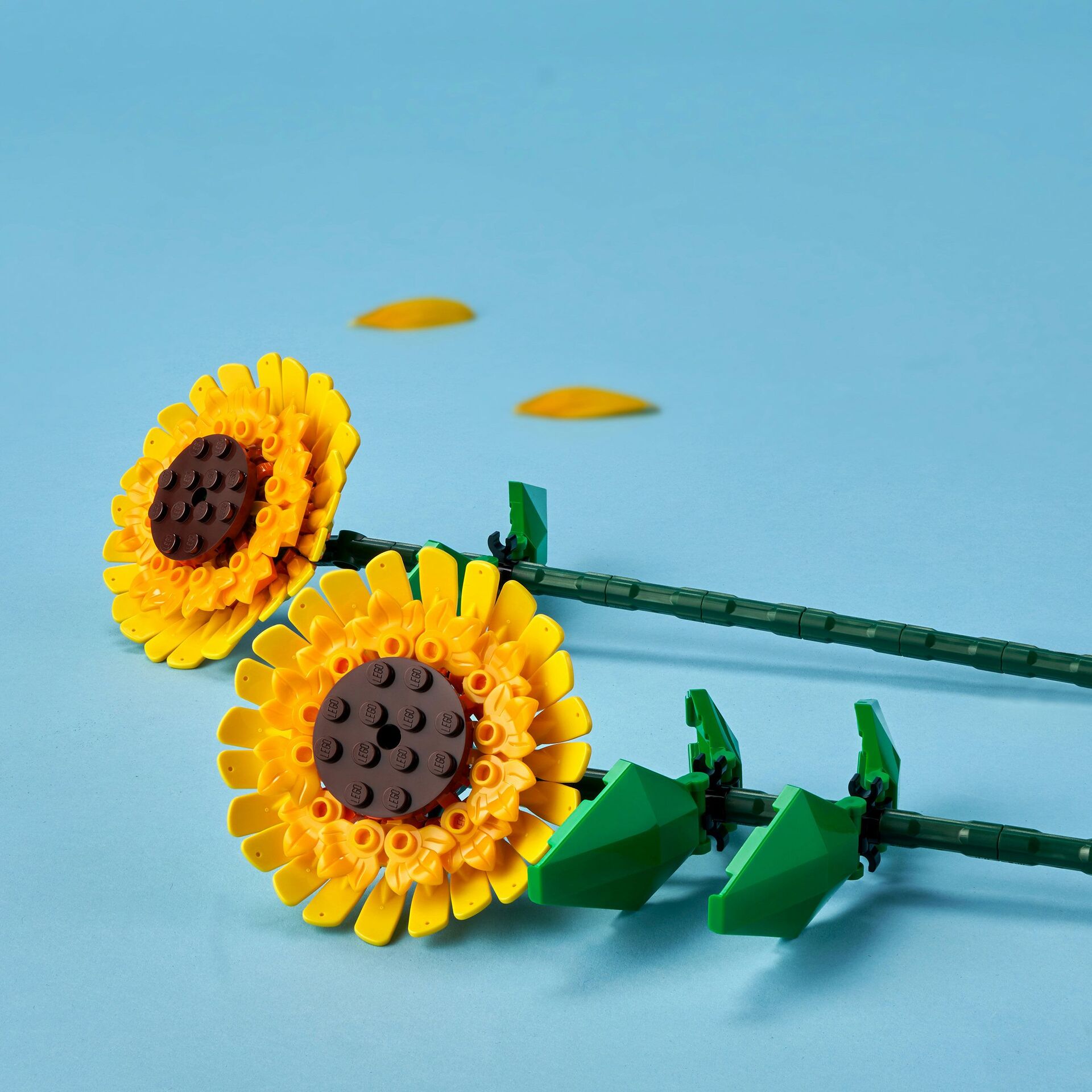 Sonnenblumen