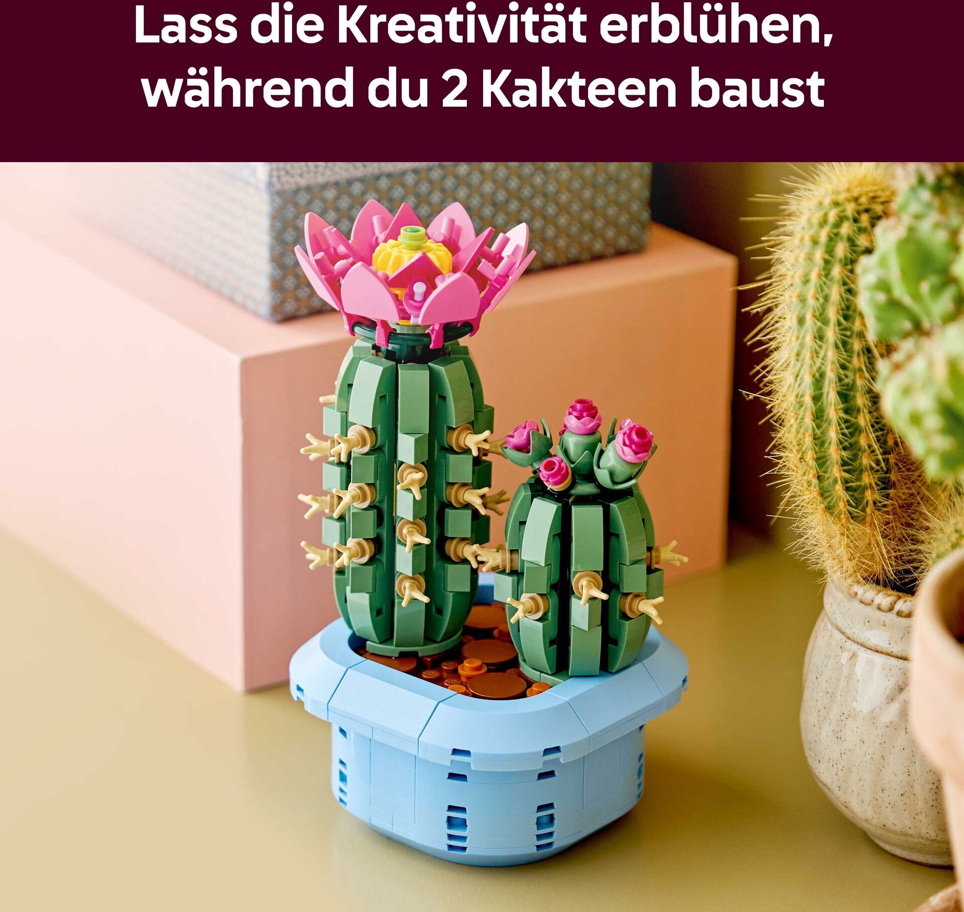 Blühender Kaktus
