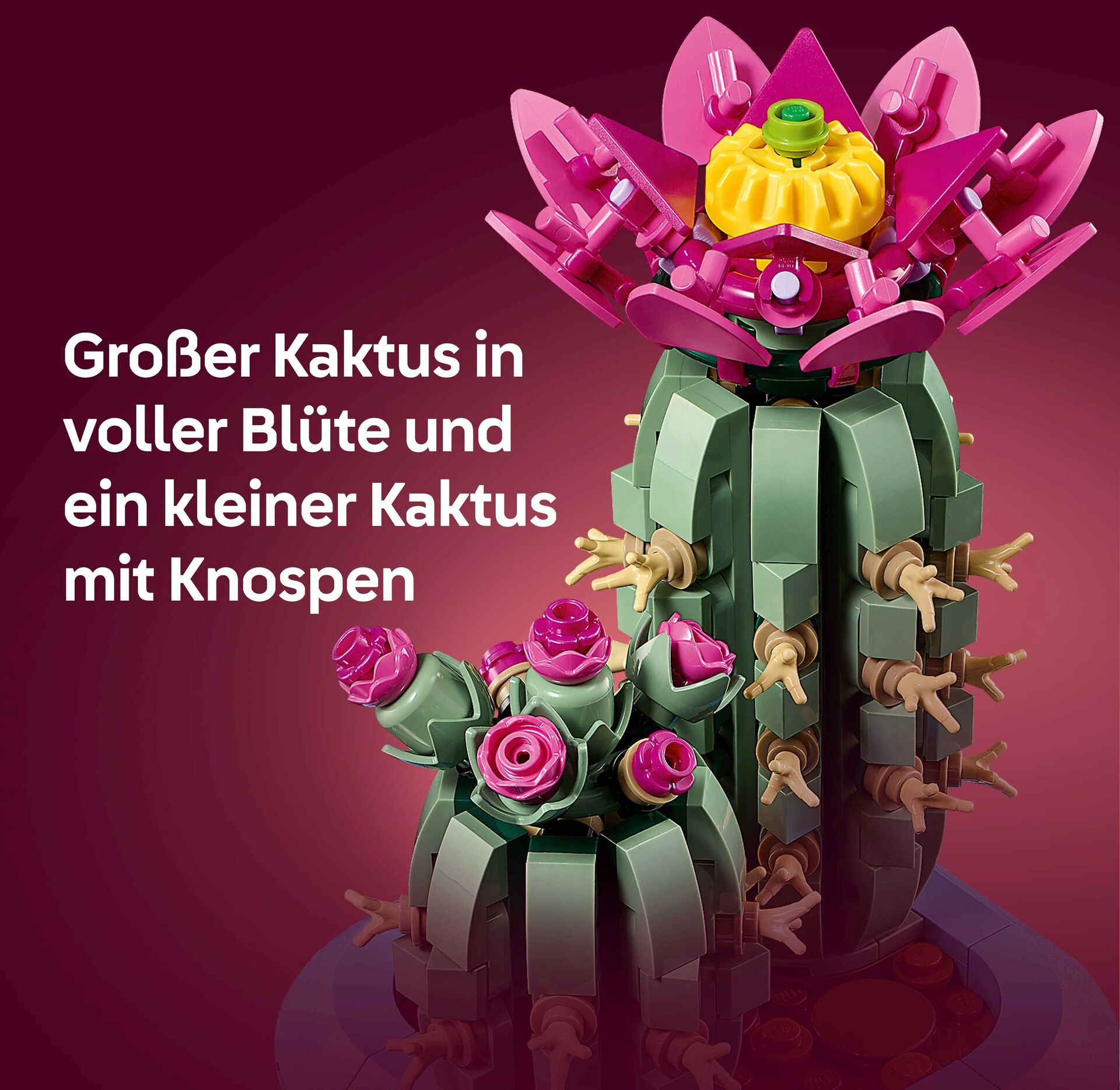 Blühender Kaktus