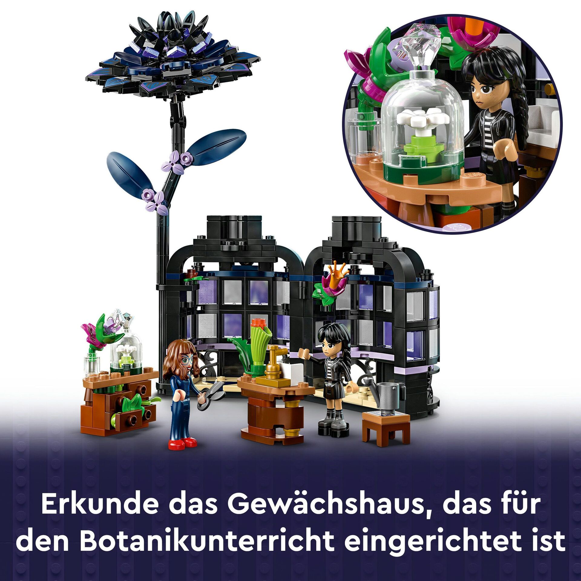 Wednesday 76784 Schwarze Dahliea